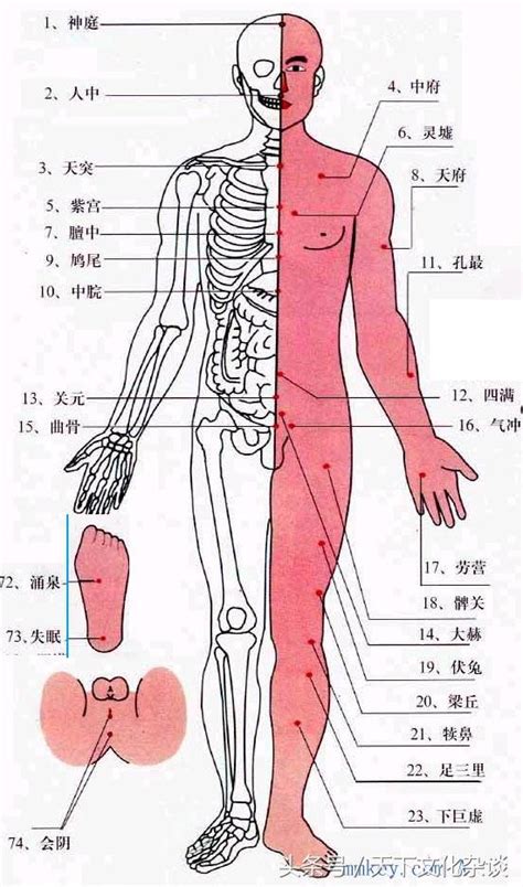 人身穴位圖|互動版人體穴位圖